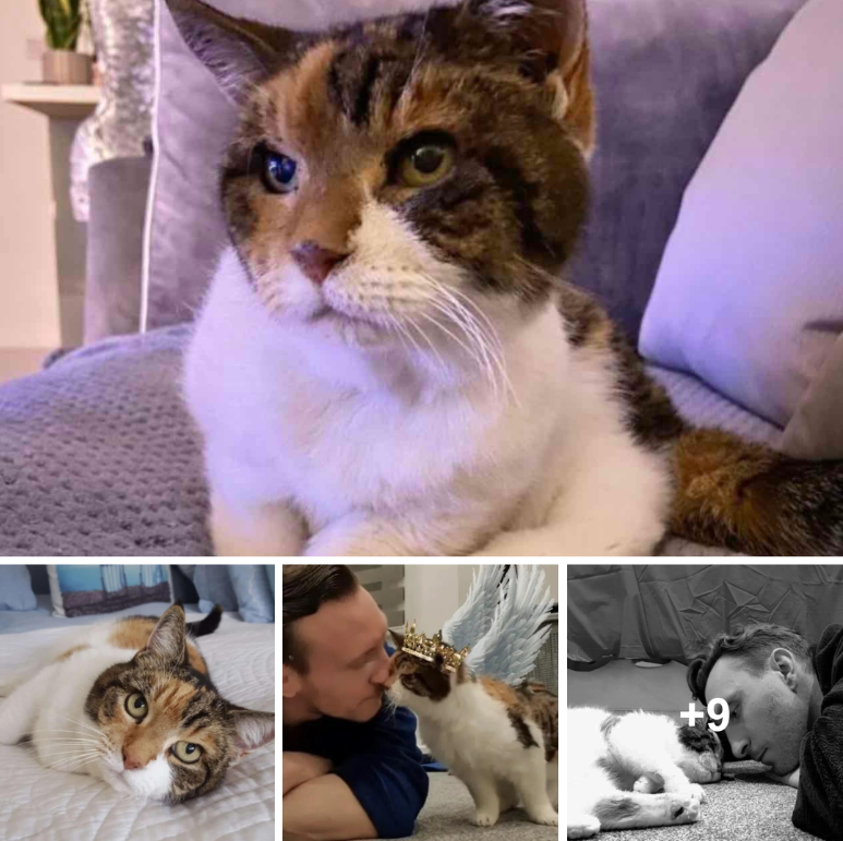 The 23-year-old cat who ruled her father’s heart for four decades is known as Queen Lily.