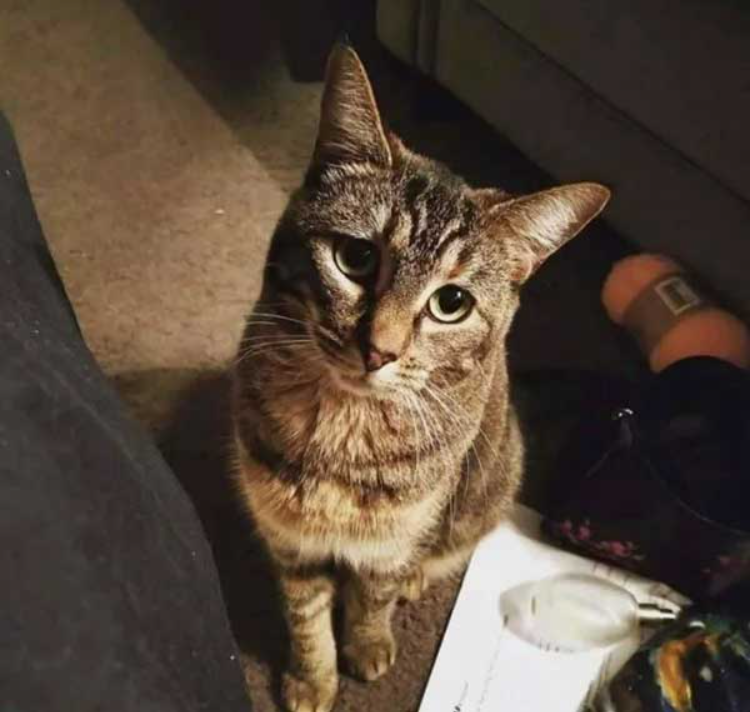 Cat Sees Former Owner At Nursing Home And Has The Sweetest Reaction