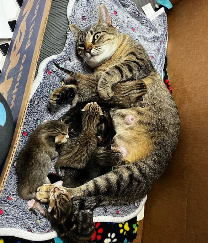 Cat Left Outside While Pregnant Fawns Over People Who Help Her, Waits Until Stormy Day to Have Kittens