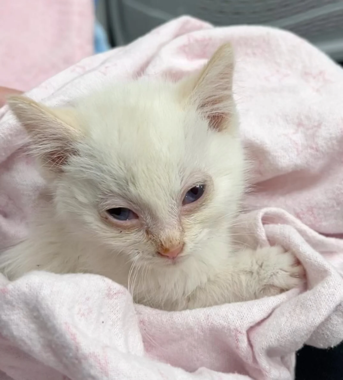 Backyard Kitten Shines This Christmas with the Support of His Bonded Brother and a Playful House Cat