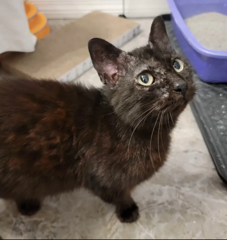 A Week Before Valentine’s Day, Cat Found in the Neighborhood