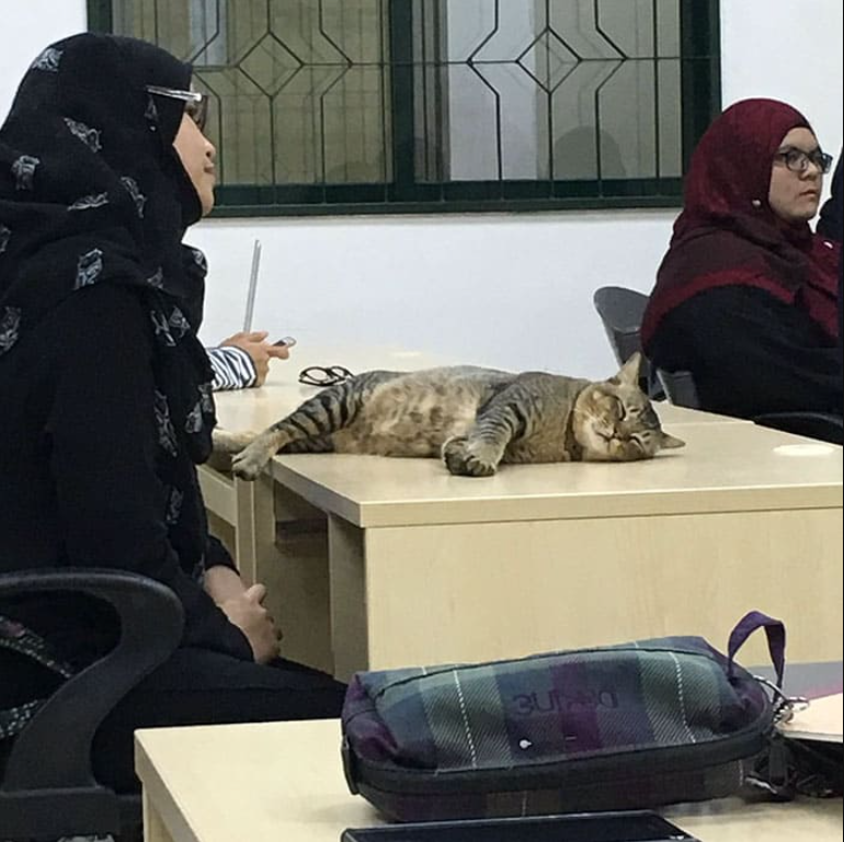 Cat Walks Into Malaysian University Classroom, Fell Asleep Due To Boring Lecture