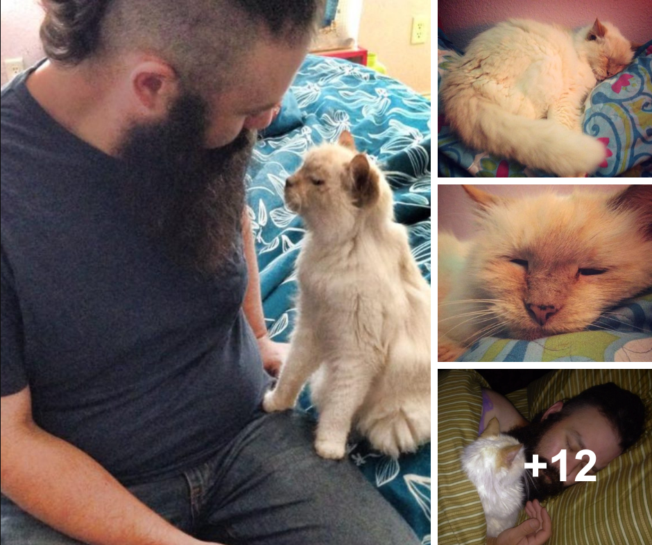 After being abandoned for 17 years, a 17-year-old cat was adopted and is incredibly grateful.