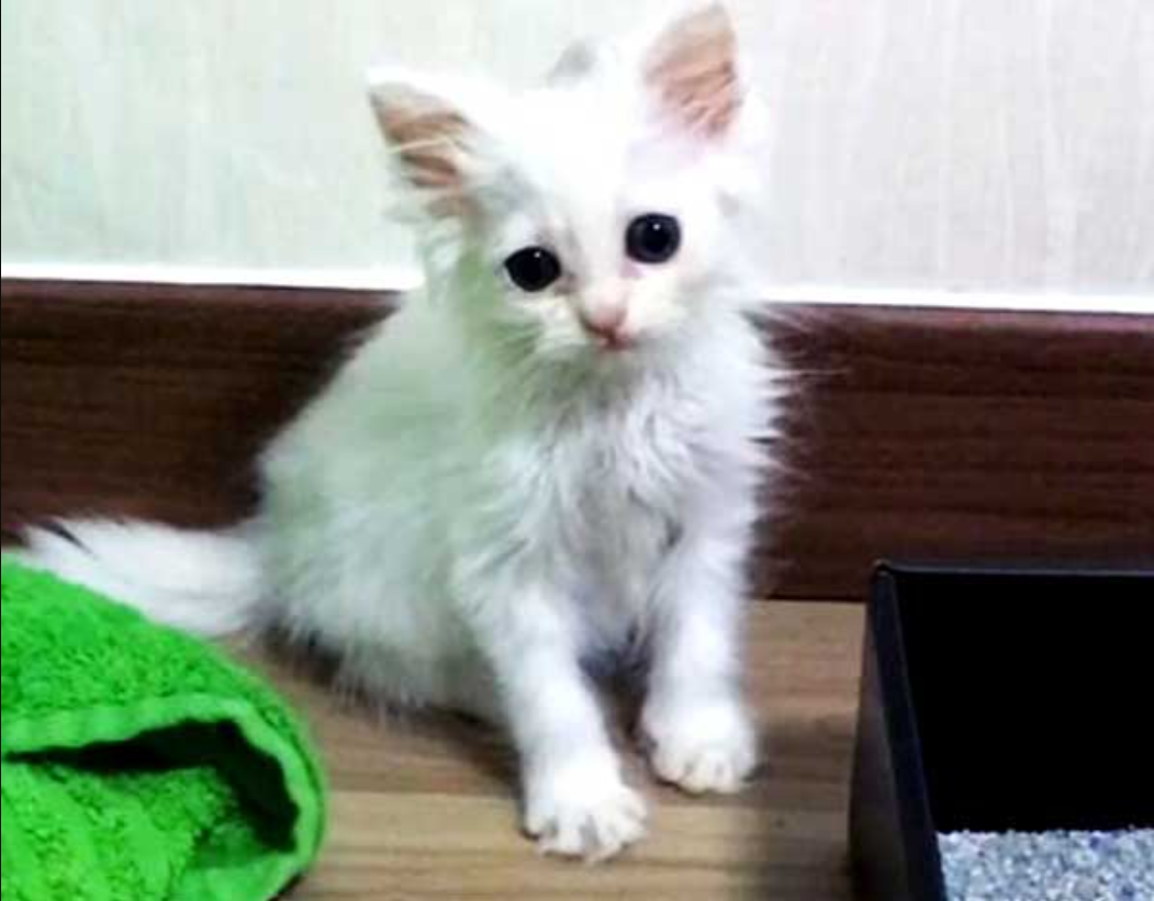 Rescue The kitten Is Lying On The Window Of A Pet Store, The Woman Thinks He Is Dying…!