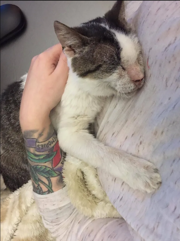 Unwanted 12-year-old feline finds love and showers rescuers with hugs