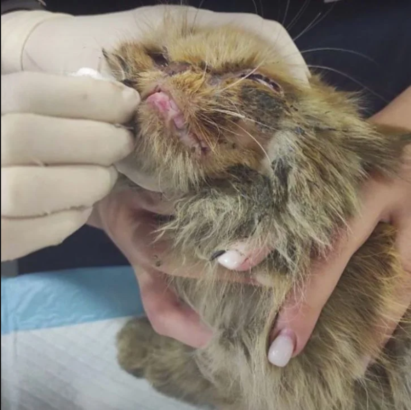 The Grumpiest Cat’s Amazing Rescue and Reunion