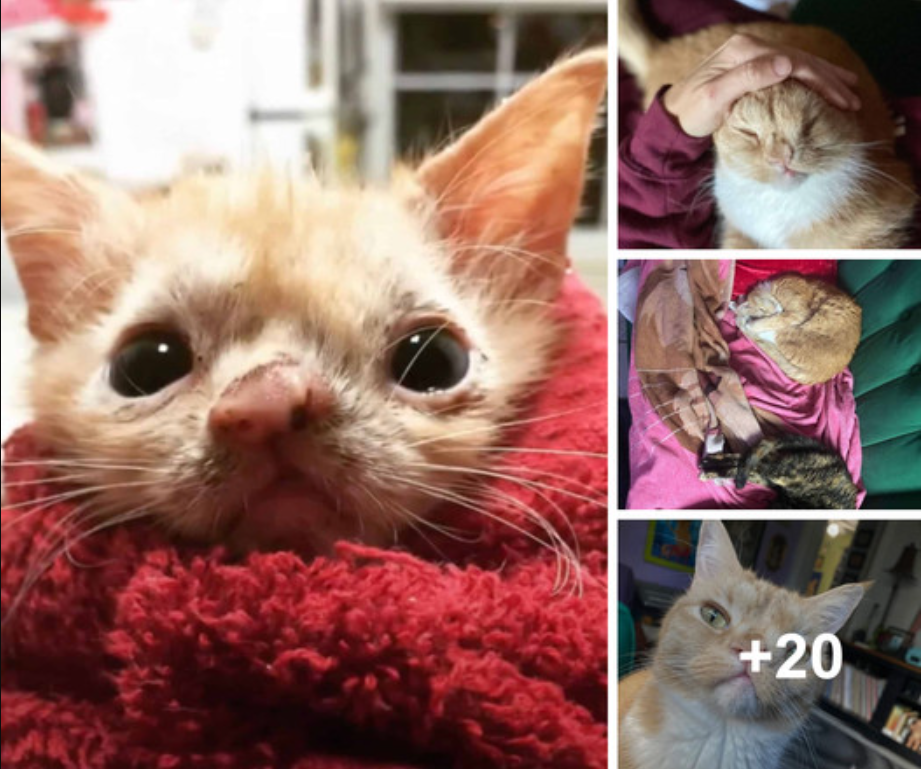 A 10-day-old kitten with congenital defects is placed in a permanent home.