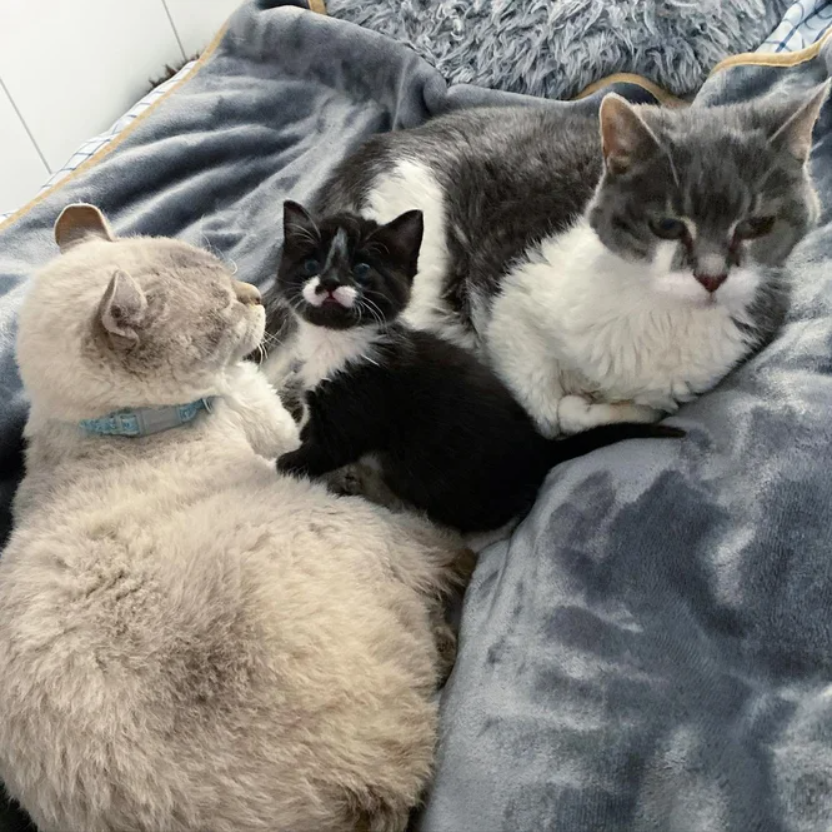 Kitten is Surrounded by Caring Cats After Being Found Meowing in the Rain on the Roadside