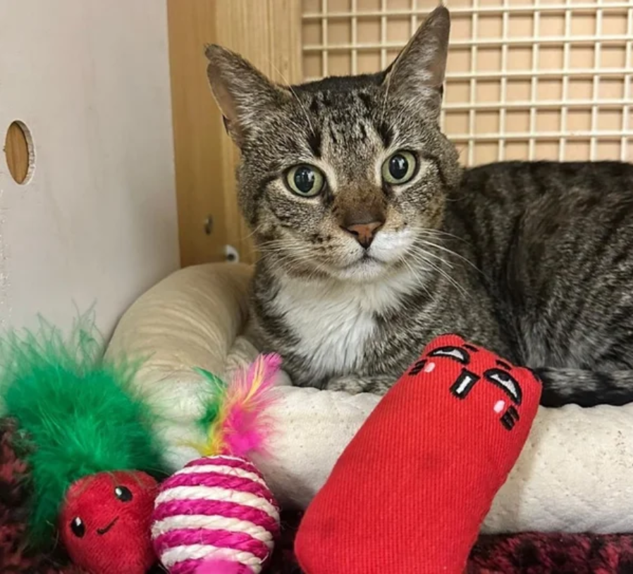 Cat Leaps into Rescuer’s Arms, Excited to Start the Happy Life He Deserves