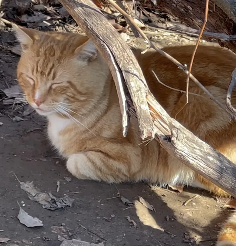 Lonely Feline Left Behind in Park Awaits Loving Rescuer