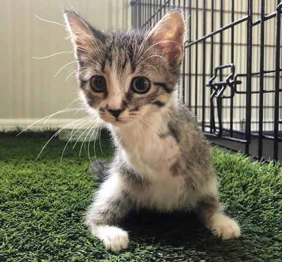 Hopalong Tabby: A Two-Legged Kitten Captures Family’s Love