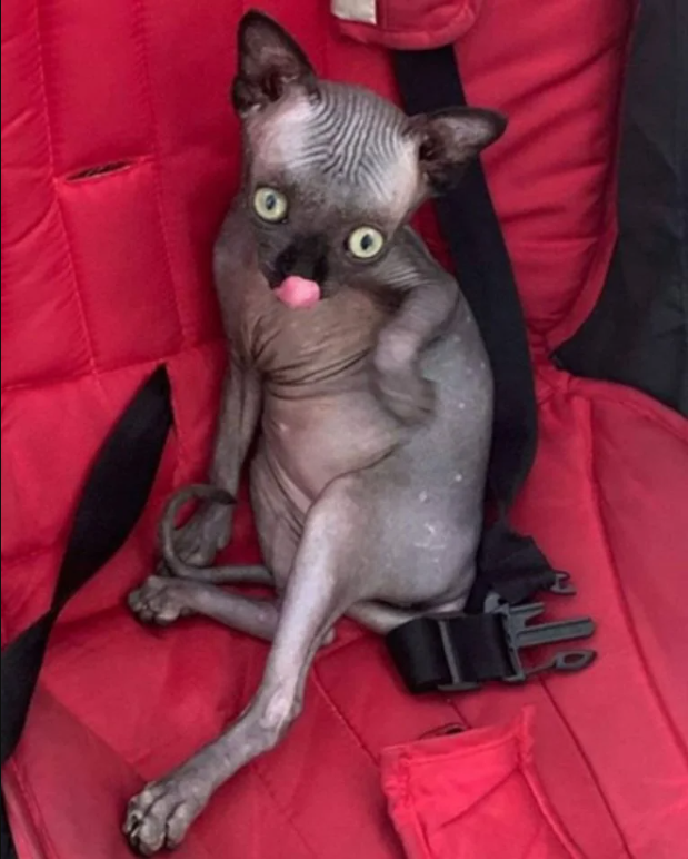 Lucy the Lucky Sphynx: How a “Scary” Kitten Found Love and Adventure