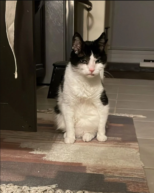 A senior cat without any teeth gets a new start and changes its name to “Potato Kitty”