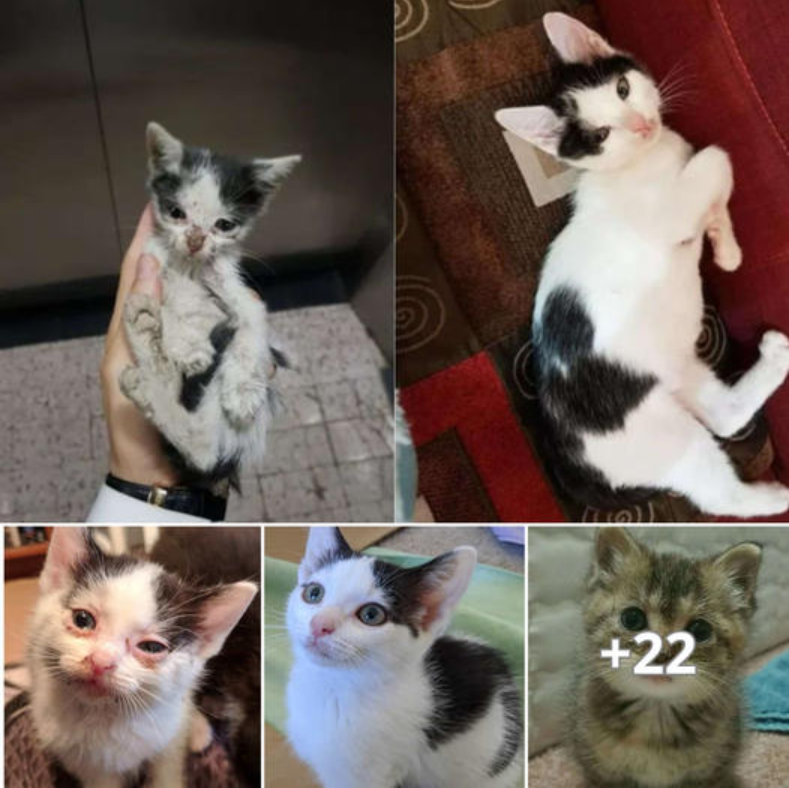 You Won’t Believe These Incredible Cat Transformations After Adoption