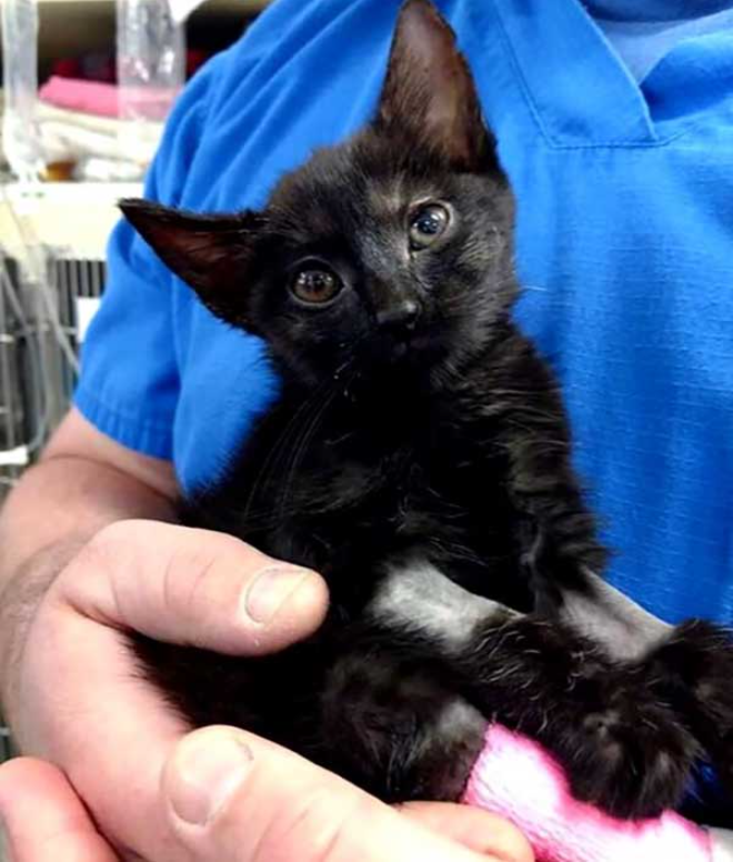 The Cat Wrapped In A Trash Bag Was Thrown Into The Street And Almost Lost His Life! Who Did That Cruel Thing?