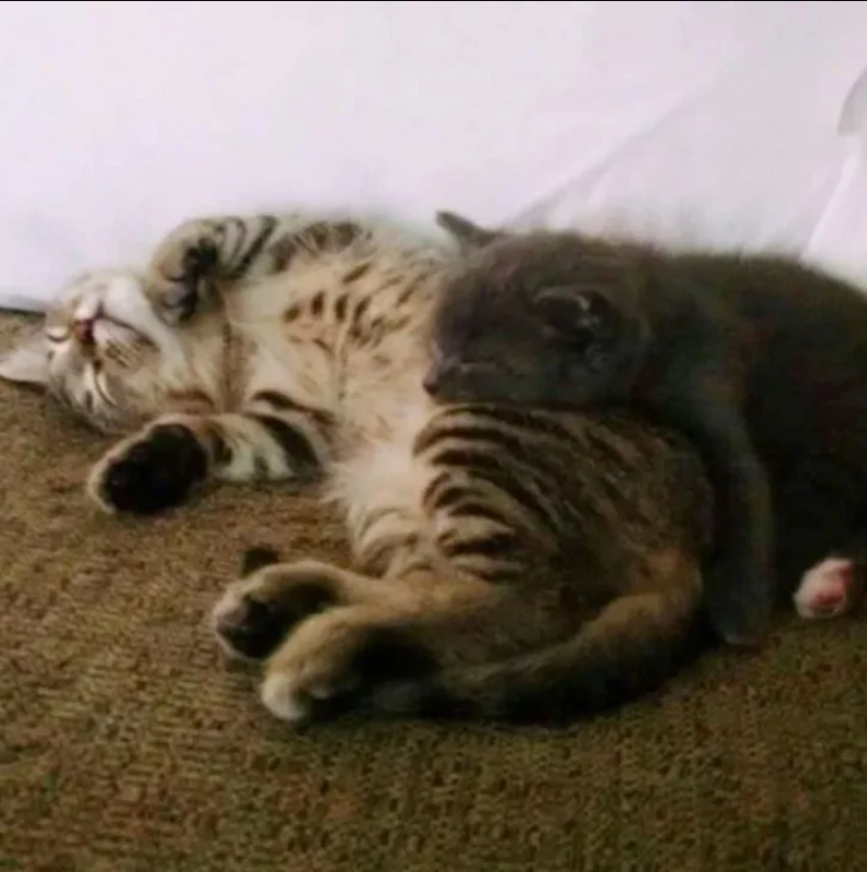 A Person Finds a Tiny Kitten Behind a Shed and Can’t See the Mother Cat