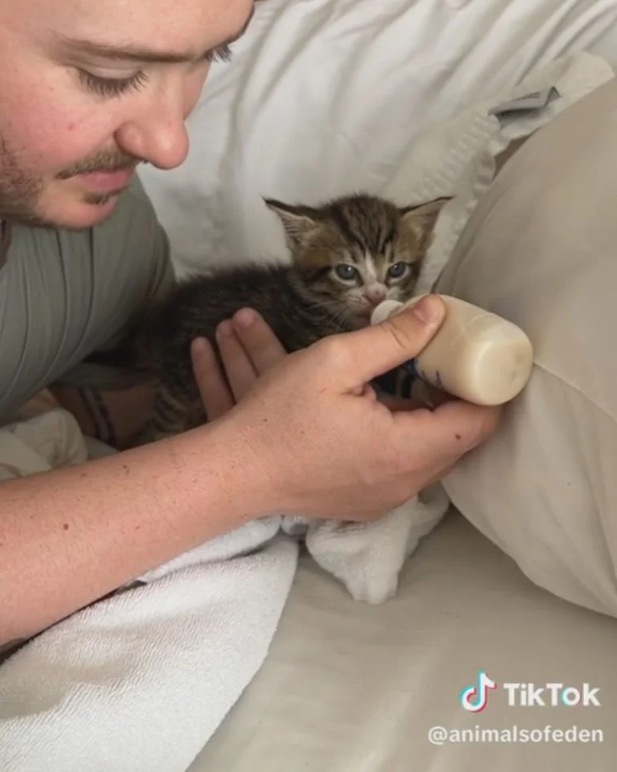 Kitten-chino Surprise: Man’s Daily Coffee Run Turns into a Feline Rescue