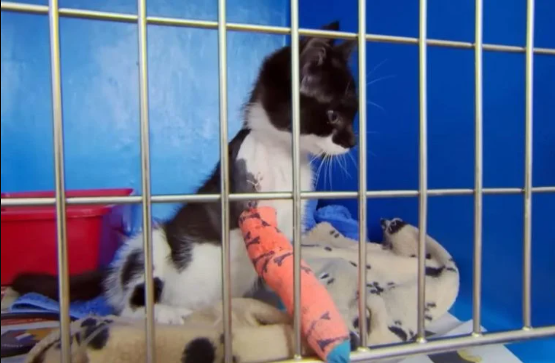 Dr Was Heartbroken When See The Kitten In The Box With Broken Paw