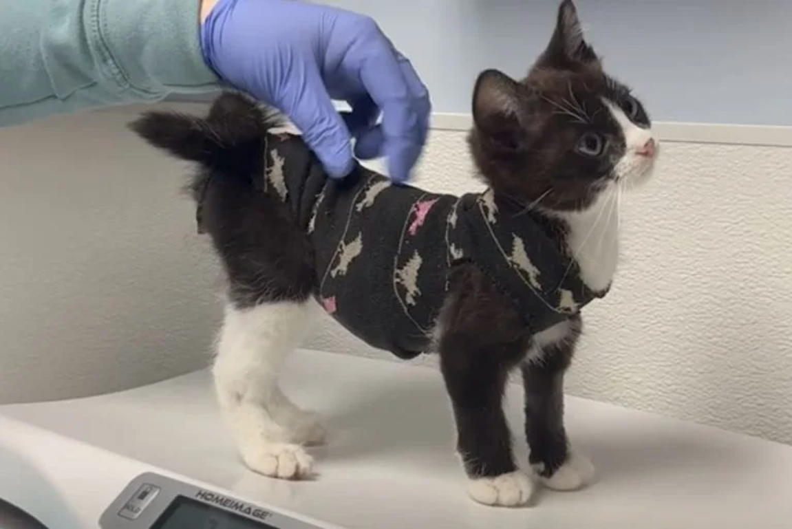 A Kitten Has to Have Emergency Open-Heart Surgery and ComesThrough it Like a Champ