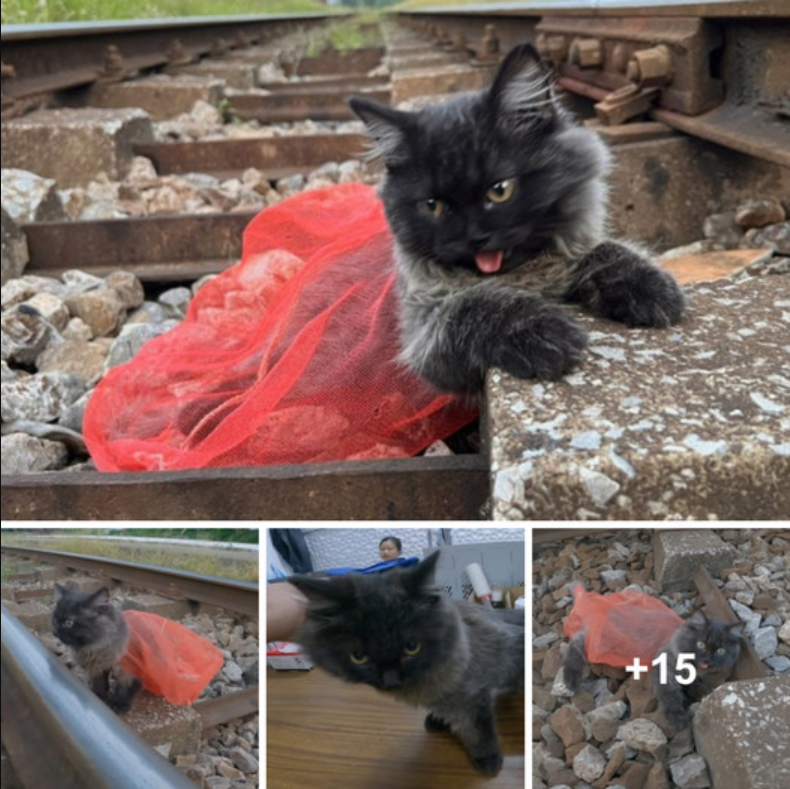 Stranded on a Dangerous Railway: The Story of an Abandoned Cat