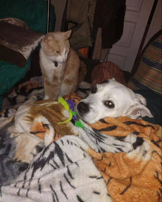 Cat Shows Love for Sick Dog Brother by Bringing Him His Favorite Toy Worms