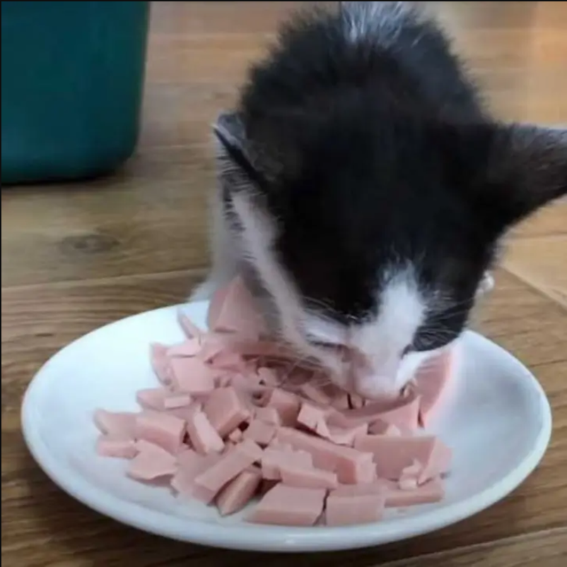 A Tiny Kitten Appeared in Front of a Couple, Crying out for Help, Leaving Them Stunned