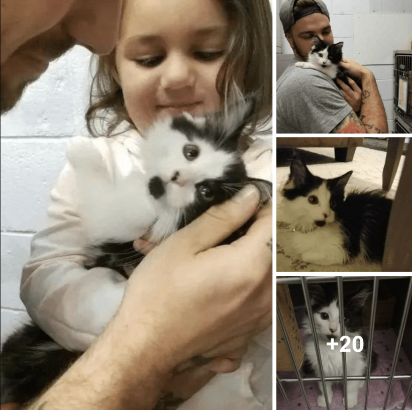 A stray kitten approaches a couple and begs to be taken home.