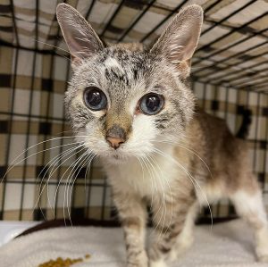 After The Owner Passed Away The Kitten Had Survived Alone For Weeks At Home