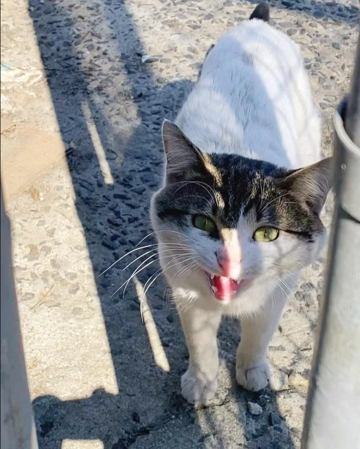 Charming cat approaches strangers, seeking a new home after adventuring in the great outdoors.