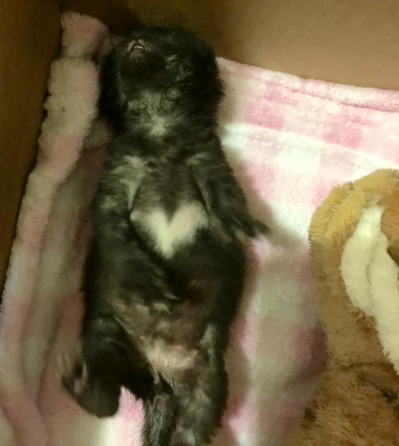 Man Saves Days Old Black Kitten In His Driveway