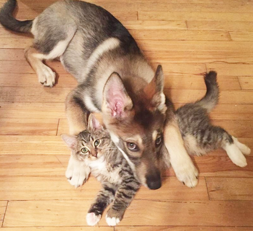 Adorable Husky Adopts Her Purrrfect Kitten from the Shelter