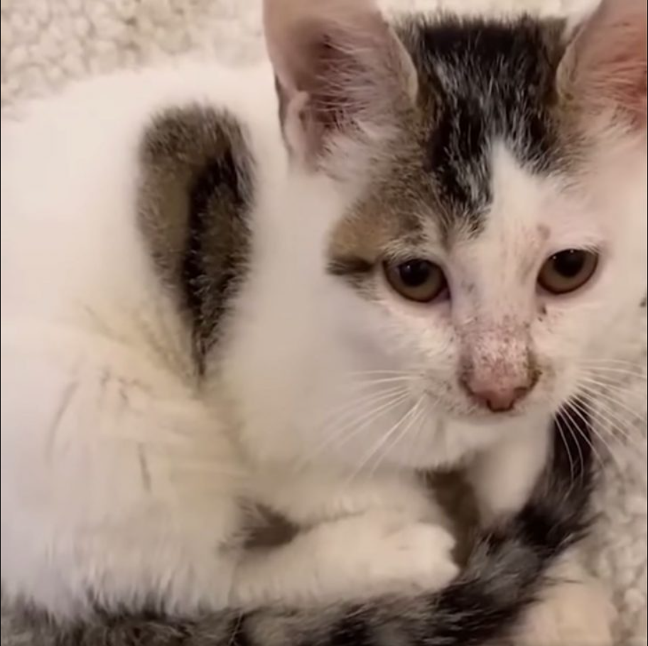 Caring Woman Steps In To Save A Starving Kitten Abandoned On The Busy Street