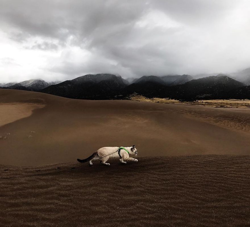 This Cat And Dog Love Travelling Together, And Their Pictures Are Absolutely Epic