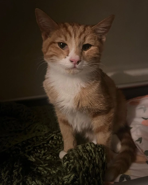 Introduction: Dandy Lion: A Feline Tale of Resilience and Hope 🌟🐾  A heartwarming story about a young kitten diagnosed with wet FIP – follow along as we witness his journey to recovery!