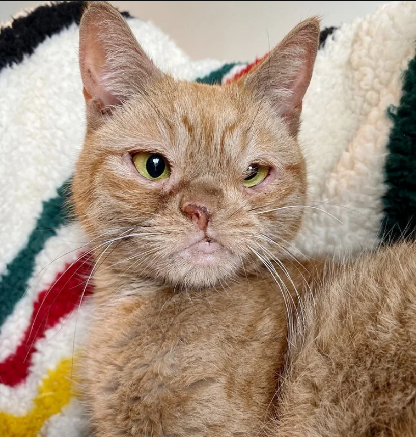 After being discovered on a construction site, the Christmas wish of a cat with one nostril comes true.