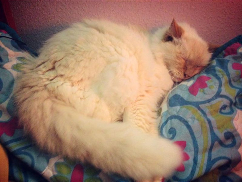 A 17-Year-Old Abandoned Cat Was Now Adopted And Can’t Express Her Gratitude Enough