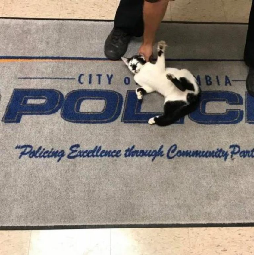 Adorable Stray Cat Strolls Into Police Station And Meets His Forever Human