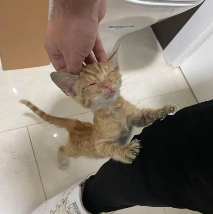 Man Found A Kitten In A Bus Engine Who Changed His Life