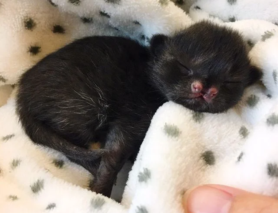 Cute Backyard Find: Kitten’s Endearing Face and Joyful Heart Win Hearts