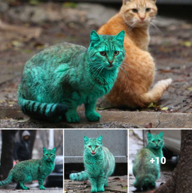 The Unexpected Tale of a Green Stray CatThe Unexpected Tale of a Green Stray Cat