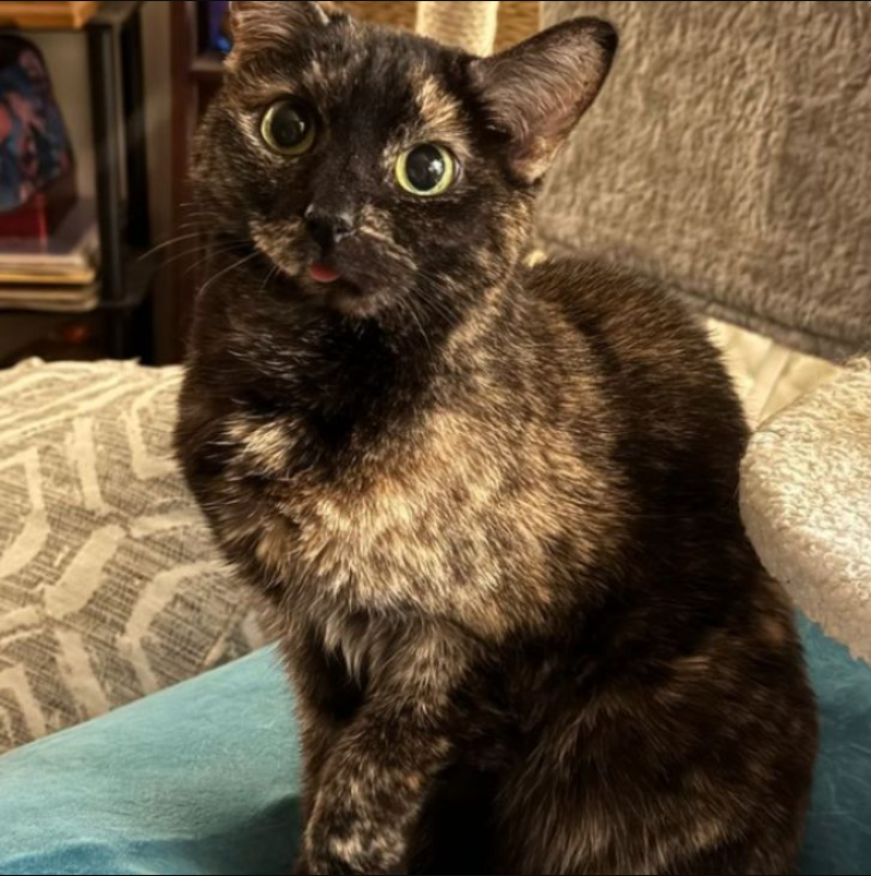 Arkansas Woman Rescues A Shy Cat With A Wonky Jaw Who Transforms Into The Most Talkative Kitty