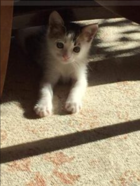 After saving this calico kitty from a dumpster, rescuer fiinds out this cat is actually a rare treasure