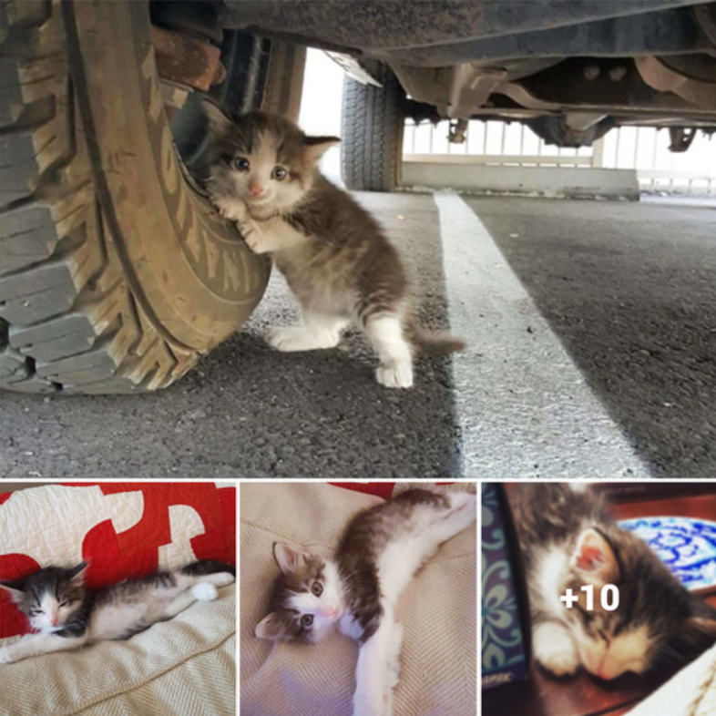 A Man Rescues a Fearful Kitten from Beneath a Truck and Instantly Bonds with Her