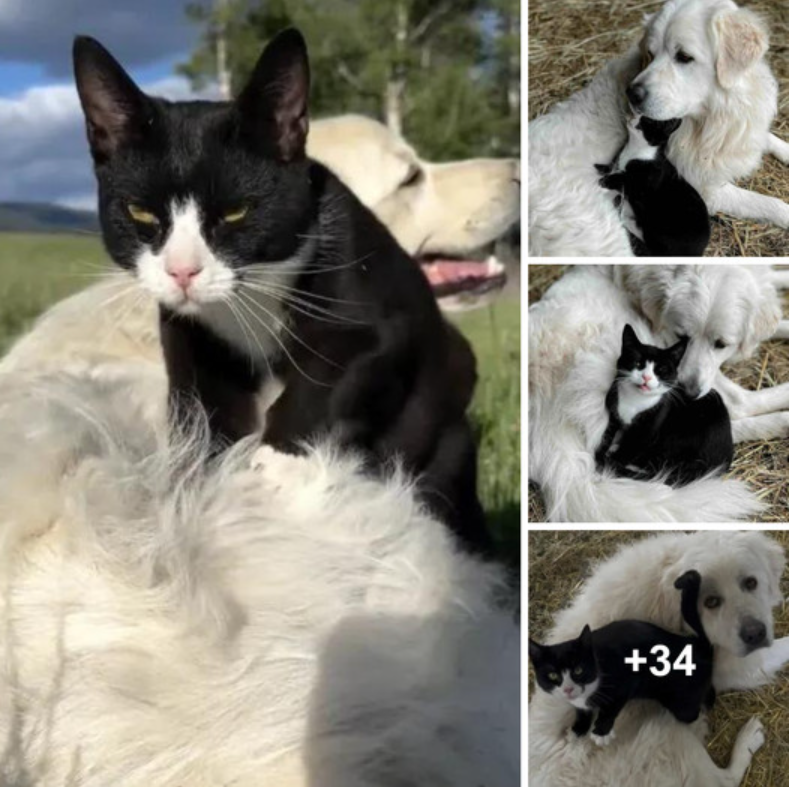 Watch How an Entire Ranch Was United by Boots, an Unwanted Stray Cat!