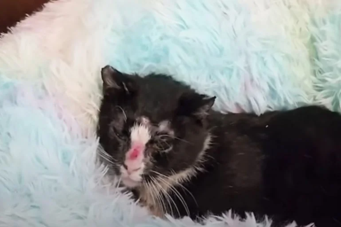 From Bullets to Belly Rubs: Thalia the Cat’s Incredible Rescue Story