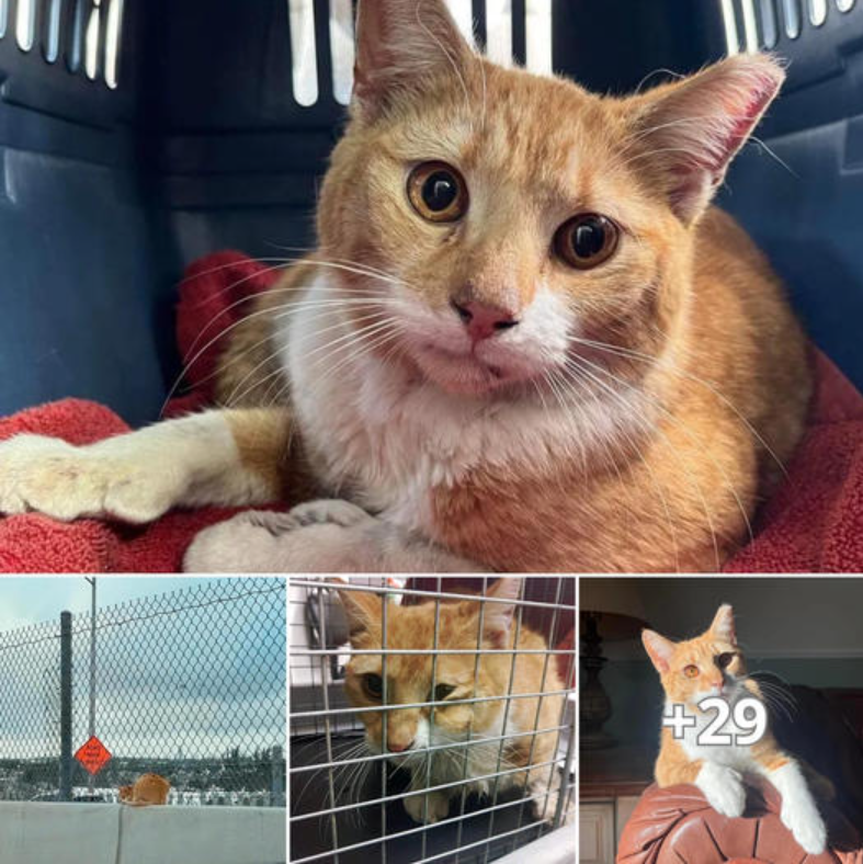 Cat Trapped on the Highway’s edɡe Finds Hope as People Unite to гeѕсᴜe Him and Ensure a Better Life