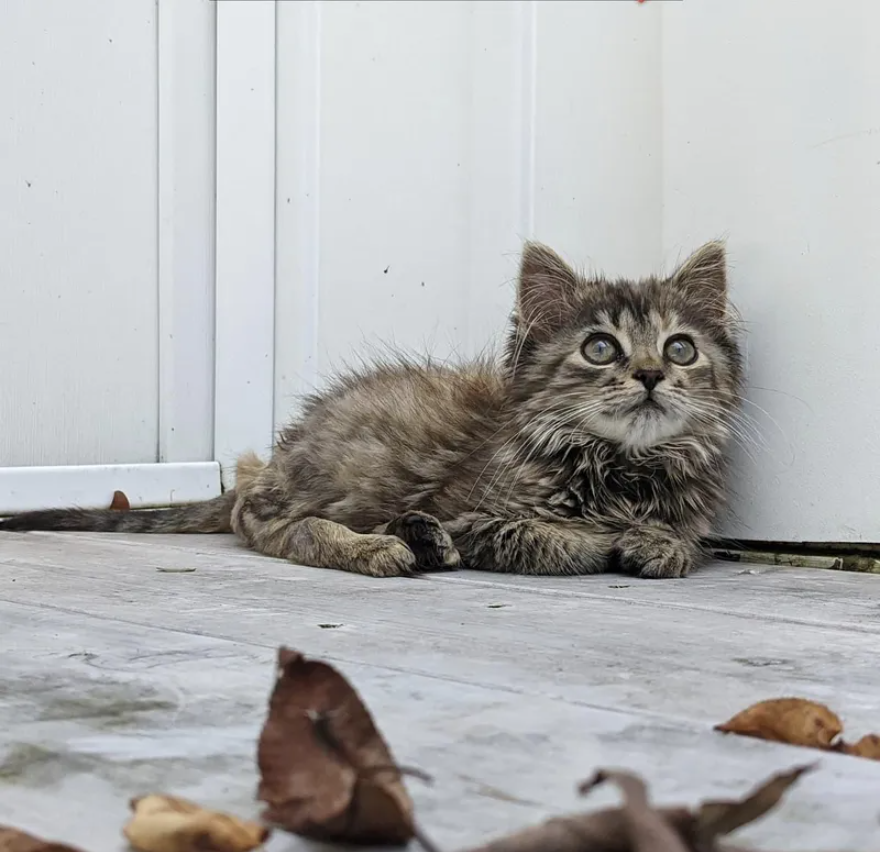 Farm Kitty: A Heartwarming Tale of Resilience and Joy