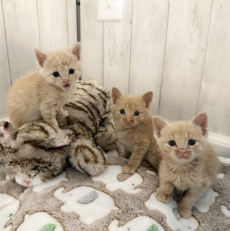 Six Kittens Charm a Shelter Volunteer into Taking Them Home to Fulfill Their Wishes