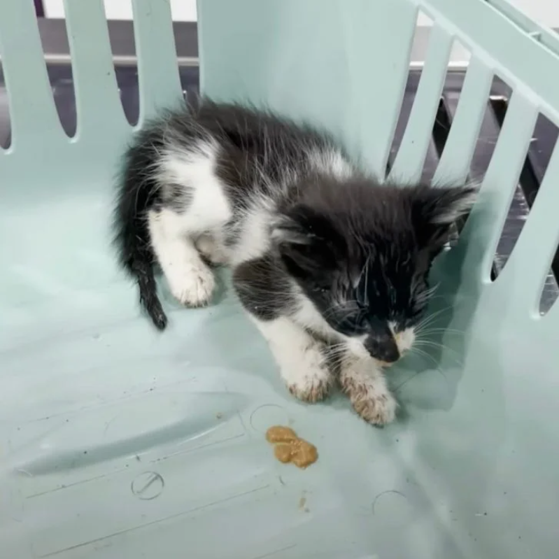 Tiny Kitten Rescued from the Brink of Death: A Heartwarming Tale of Yassin and Picsu