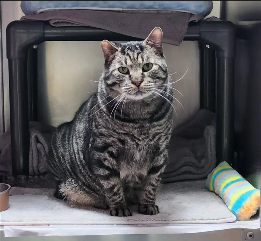 Cat Left Outside in Blazing Sun Didn’t Know How to Trust, Turns Out He’s Biggest Softie and a Kitten at Heart